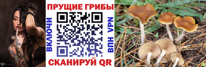 Псилоцибиновые грибы MAGIC MUSHROOMS  Купить где  Гаджиево 